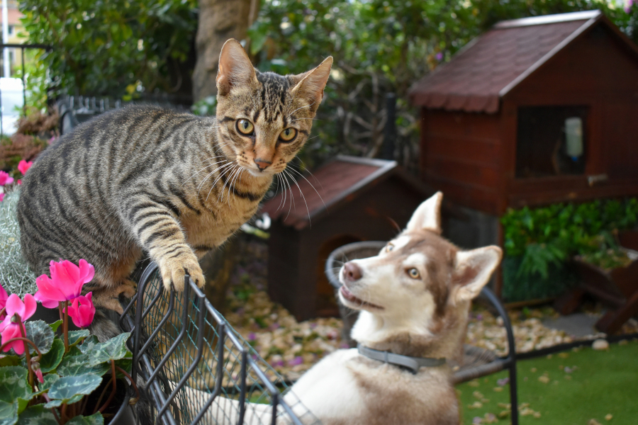 Pericolele toamnei pentru câini şi pisici. Şcoala iubitorilor de animale