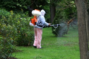 Se stropeşte din nou împotriva insectelor dăunătoare/ &quot;Desţânţărire&quot; din aer şi de la sol