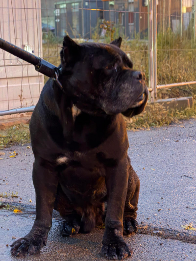 Intervenție de urgență a jandarmilor. Un câine periculos a ajuns într-un parc de joacă