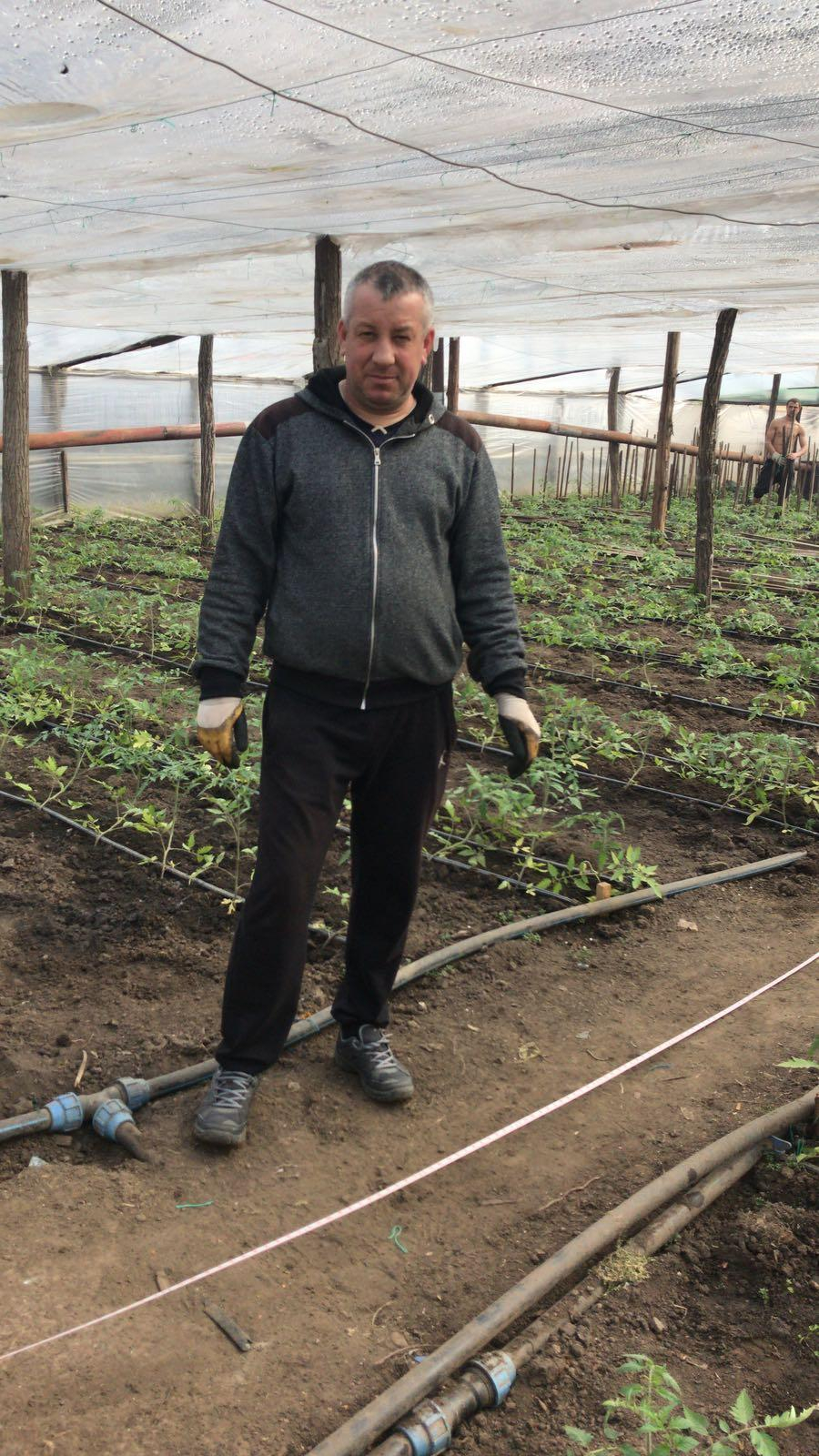 Cum poţi să câştigi 3.000 de euro în plus din cultivarea roşiilor