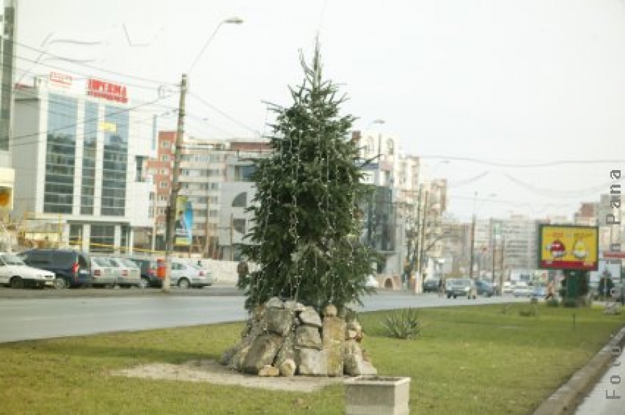 Cine plantează palmieri culege brazi 