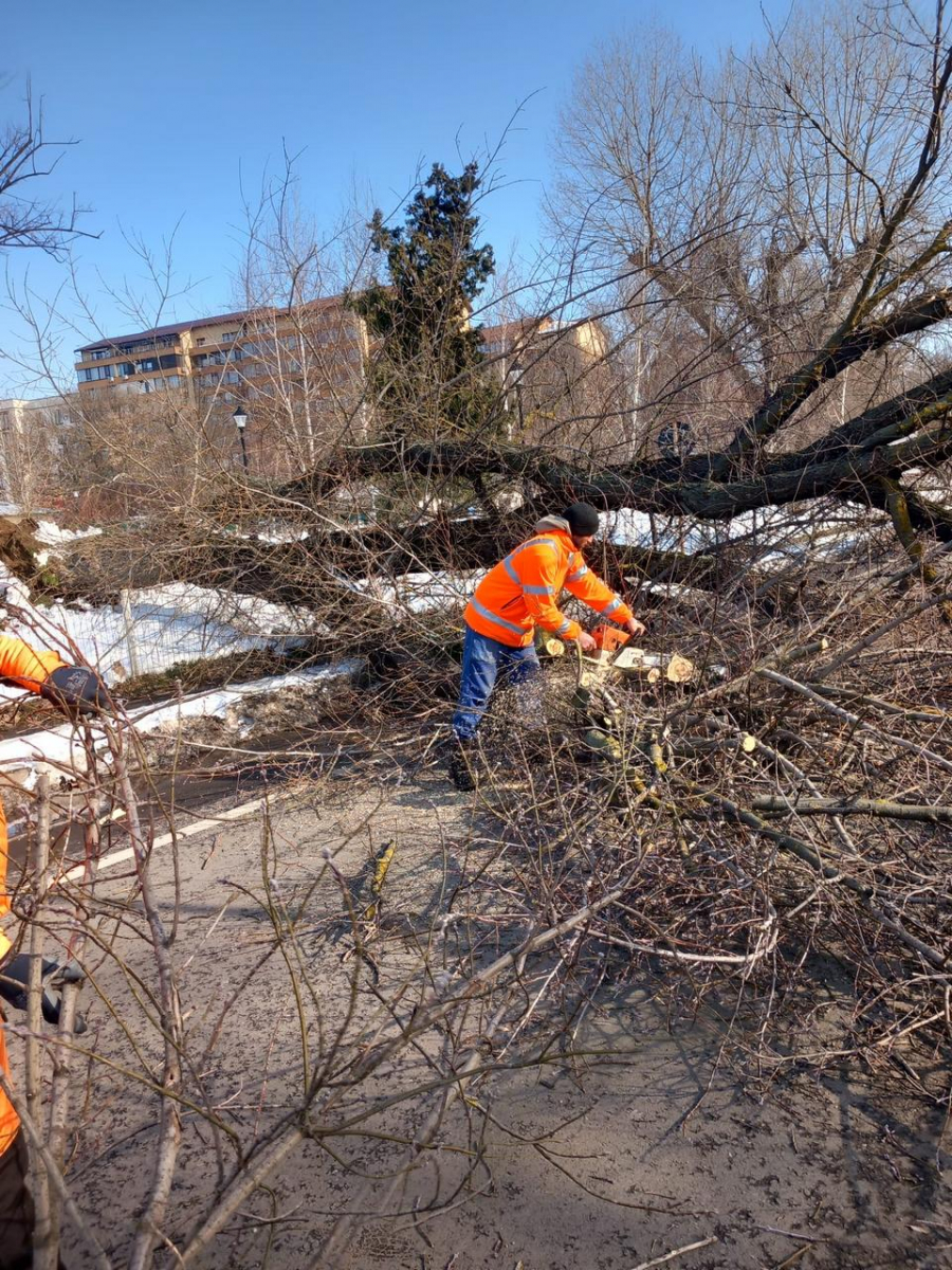 Un copac căzut a blocat traficul pe strada Tecuci