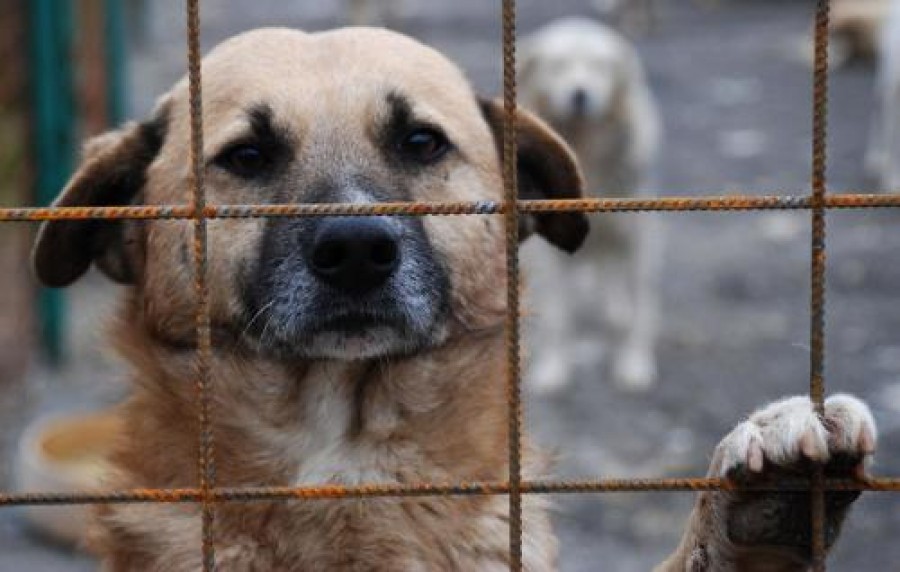Legea care permite eutanasierea câinilor fără stăpân după 14 zile a trecut de votul final