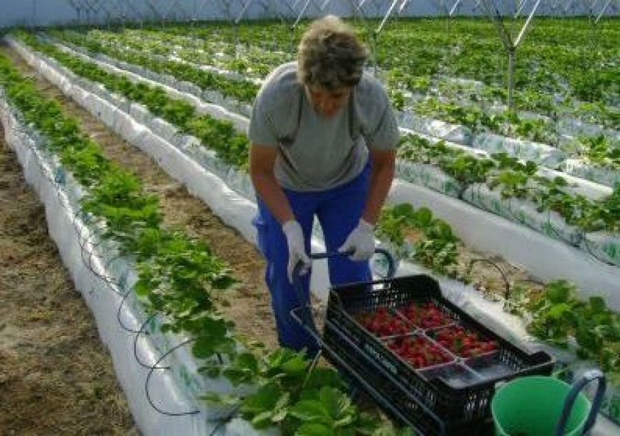 Fermierii britanici îi preferă pe agricultorii români şi bulgari 