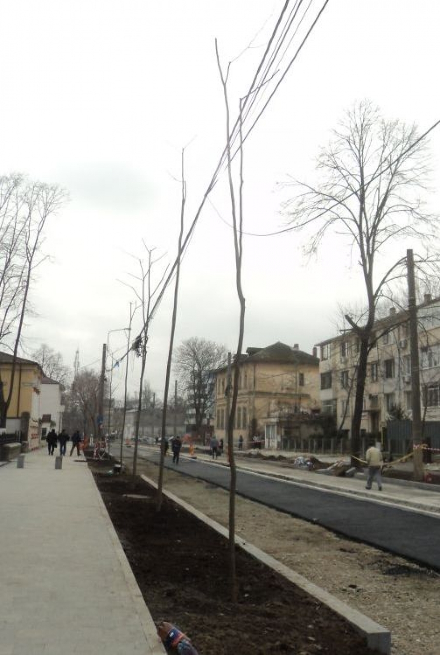 LUCRĂRI edilitare care implică tăieri de arbori şi replantări