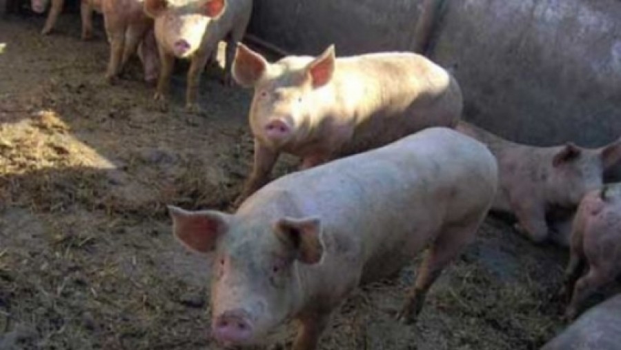 UPDATE/ Elveţia INTERZICE importul de PORCI din România >> Se întâmplă şi la case mai mari...