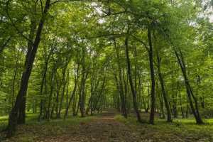 Verificări ale gărzilor forestiere