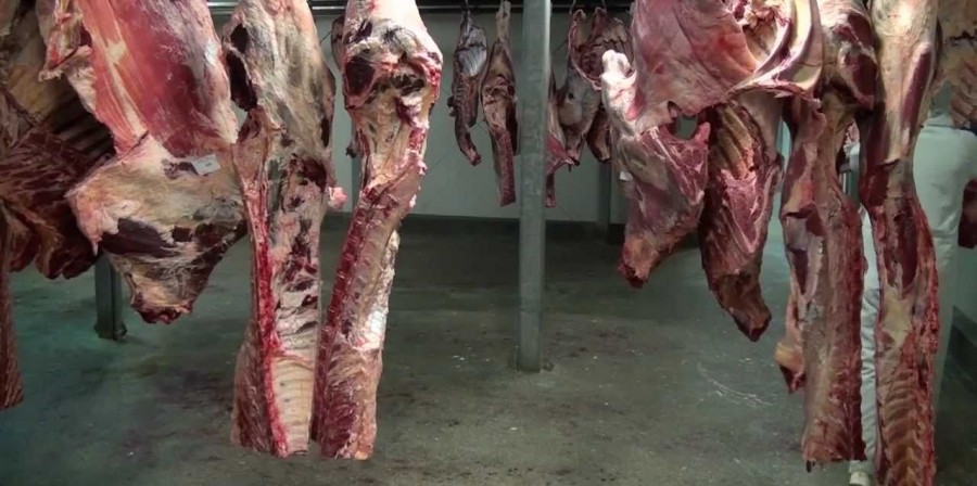 CARNE „neagră” în pieţe. ABATOR CLANDESTIN descoperit la Galaţi (VIDEO)