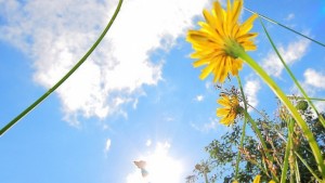 PROGNOZA METEO/ Cum va fi VREMEA în următoarele două săptămâni