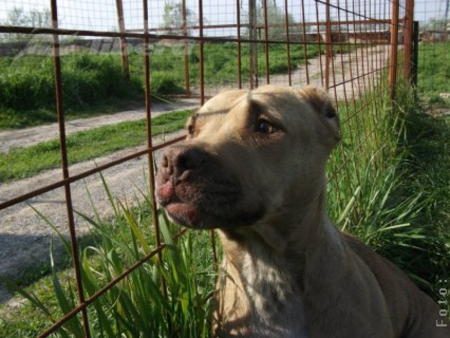 O căţeluşă Pitbull rănită îşi caută stăpânul