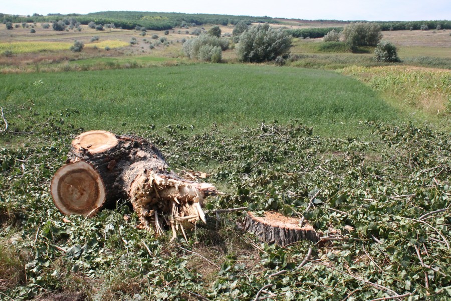 Drum naţional "chelit" de plopi pe ambele sensuri (FOTO)