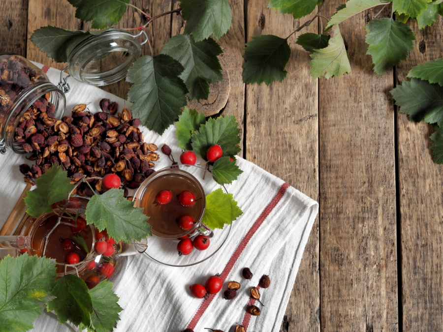 Puterea vindecătoare a păducelului, cunoscut din vechime ca „planta inimii”