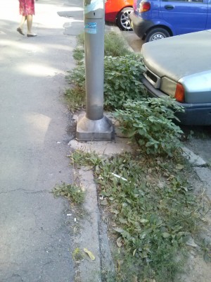 Bălării avem oricum... Plante toxice în centrul Galaţiului?