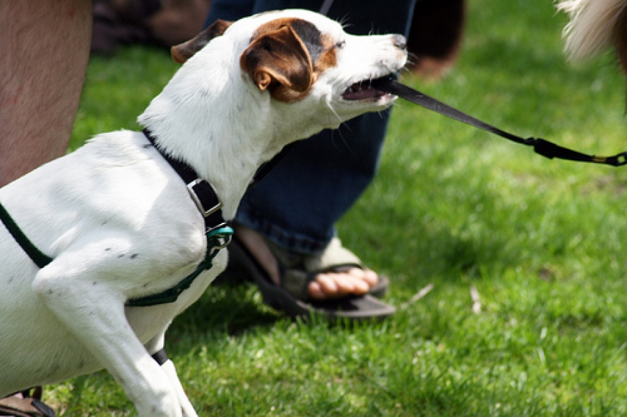 ȘCOALA IUBITORILOR DE ANIMALE/ Atenţie şi la comportamentul stăpânului!