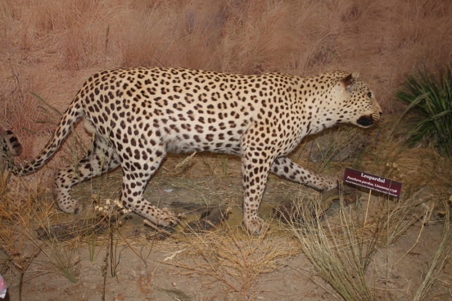 IMAGINI cu animale din Africa de la expoziţia vernisată la Muzeul Ştiinţelor Naturii