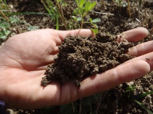Unii mătcaşi şi-au SECĂTUIT pământul!