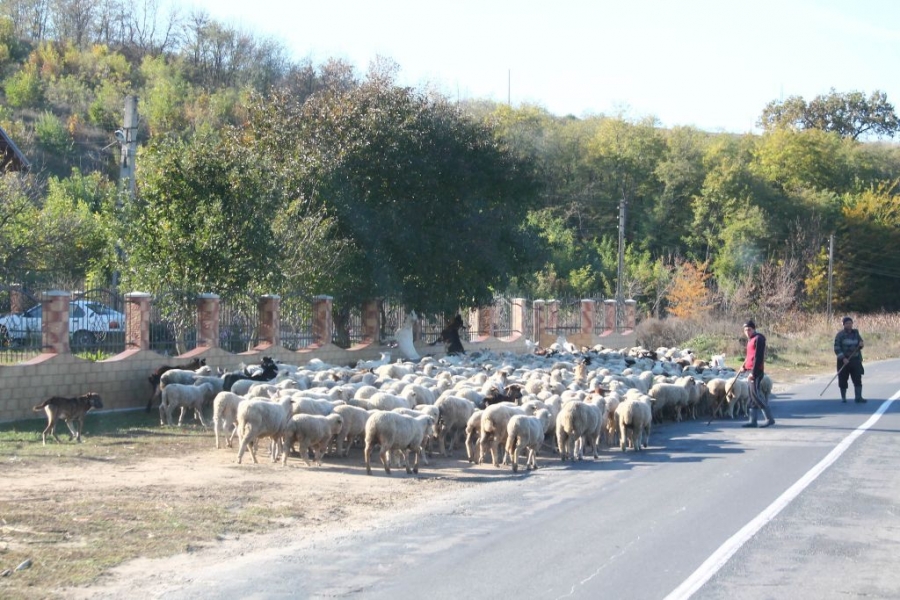 Oamenii de la 416 preferă să stea degeaba