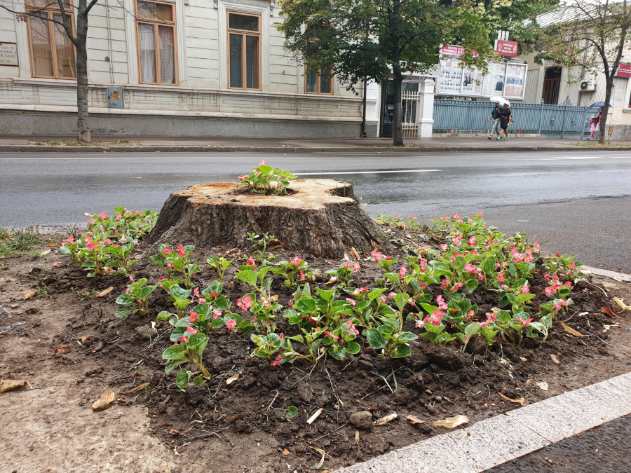 Mormântul unui tei, semnalizat de-o cioată