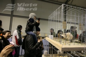 Expoziţia de porumbei - fenomen social