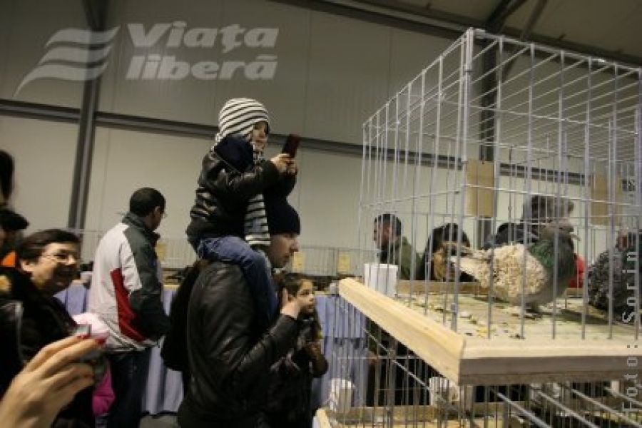 Expoziţia de porumbei - fenomen social