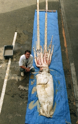 “Monstru” descoperit în Noua Zeelandă. Are aproape o jumătate de tonă