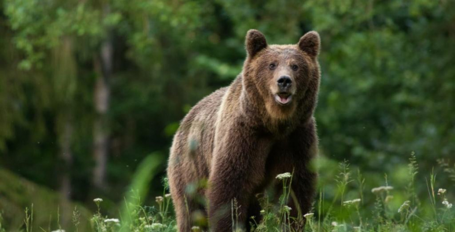 Măsuri de intervenție rapidă pentru urșii ajunşi în intravilan