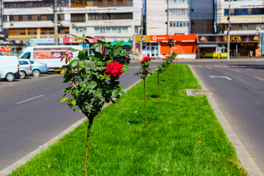 Trandafiri înfloriţi pe Oţelarilor