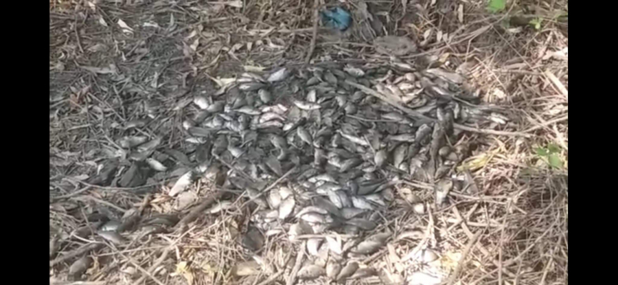 Pești morți pe malul unei bălți de la marginea Galațiului