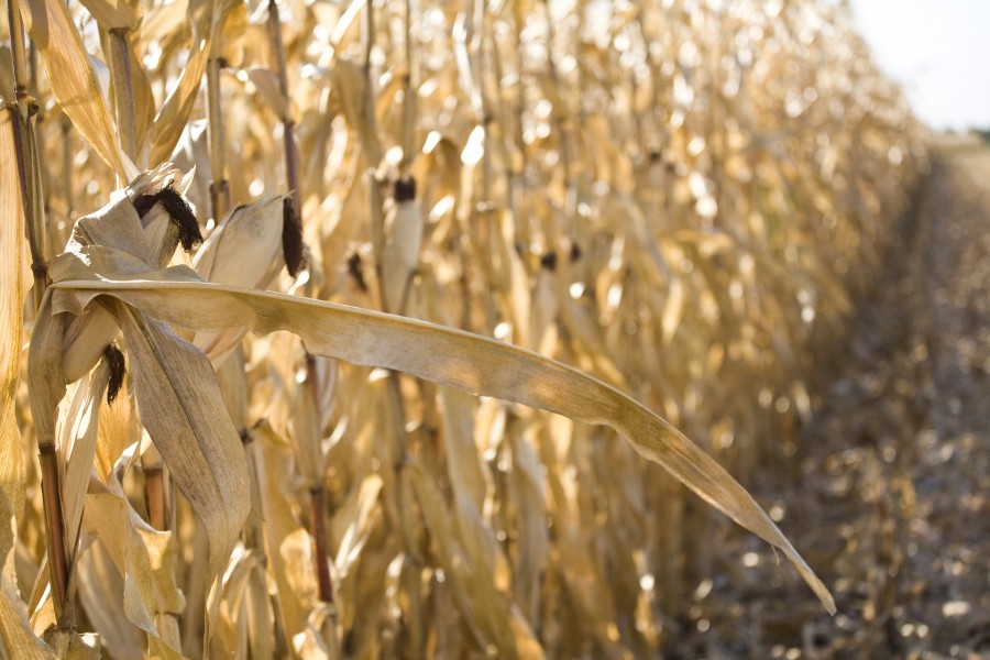 Agricultura ecologică ia avânt rapid