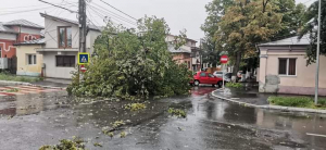 UPDATE Ploaia și vântul au rupt copaci în mai multe zone din oraș. Ce spun Primăria și Gospodărire Urbană