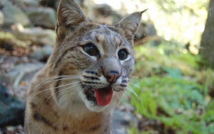 O specie în pericol critic. Pisica sălbatică, singura specie strict protejată din Galaţi