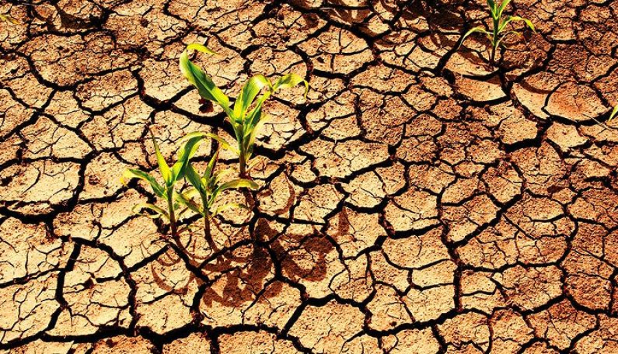 Peste 50.000 de hectare, calamitate de secetă la Galați