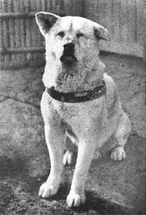 VIDEO Hachiko, monumentul loialităţii / Povestea câinelui care şi-a aşteptat stăpânul mort, zilnic, timp de nouă ani