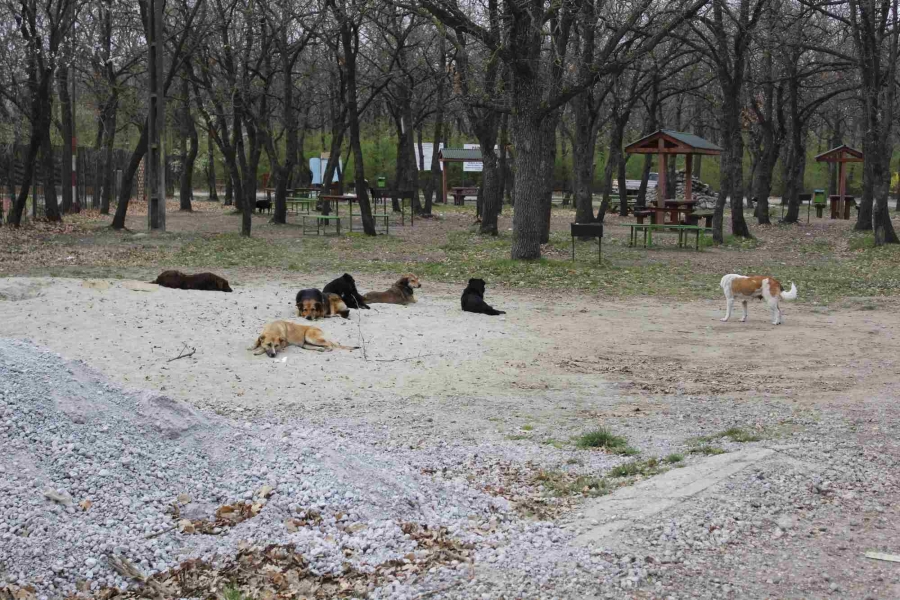 Gălăţenii vor împărţi iarba verde cu maidanezii, la Gârboavele | Animalele fără stăpân au împânzit pădurea