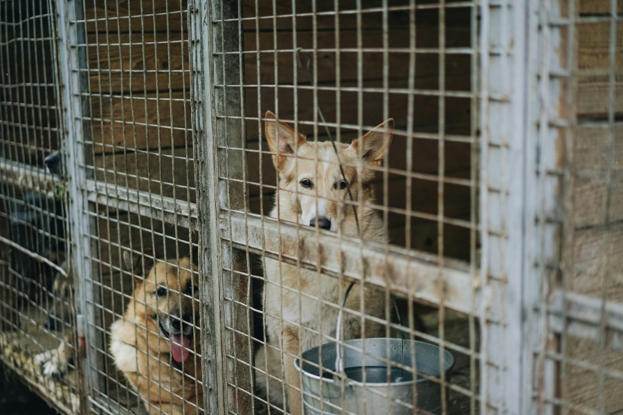 Şcoala iubitorilor de animale. Cum ne comportăm cu un câine din adăpost