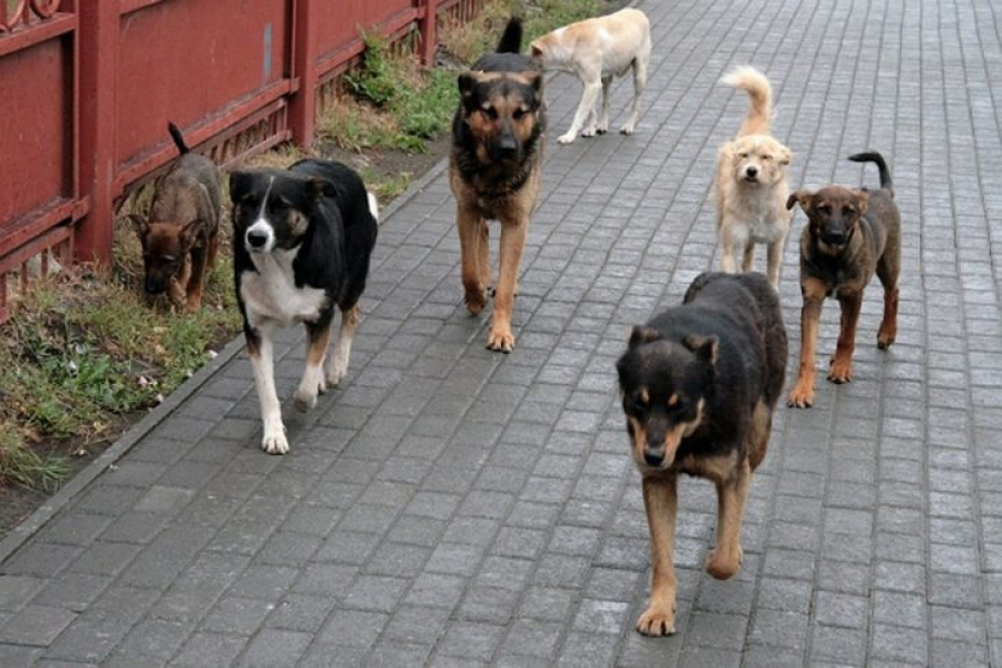 De ce nu este bine să lăsăm mâncare pe lângă blocuri