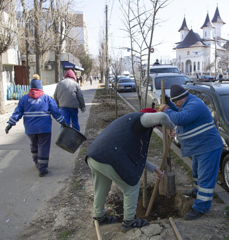 2.300 de copaci, plantaţi în diferite zone ale oraşului