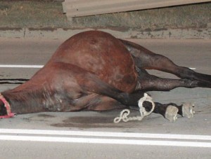 TRAGEDIE la Brăila/ A murit STRIVIT de un cal