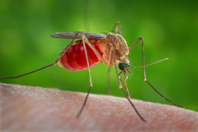 Infecțiile cu virusul West Nile la Galați, în creștere