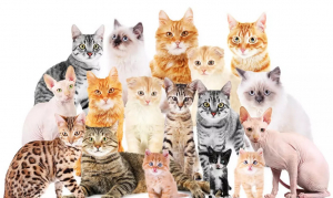 Peste 150 de pisici vor putea fi admirate la Salonul Felin Internaţional Bucureşti
