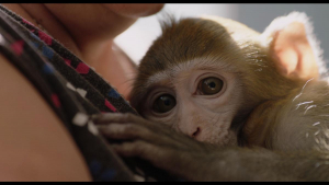 Un film despre crearea unui hibrid între om și maimuță