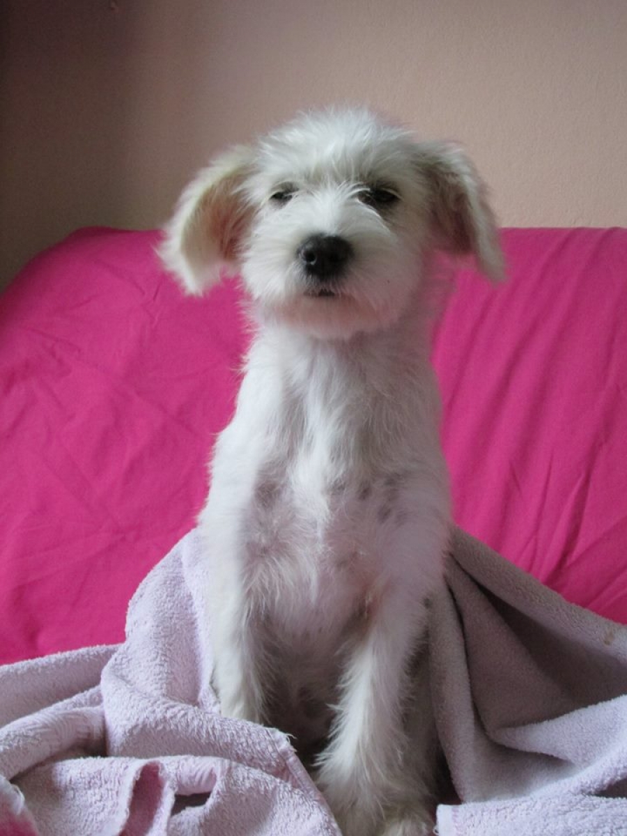 ADOPTĂ UN SUFLET. Metis de Fox Terrier, în căutare de cămin călduros