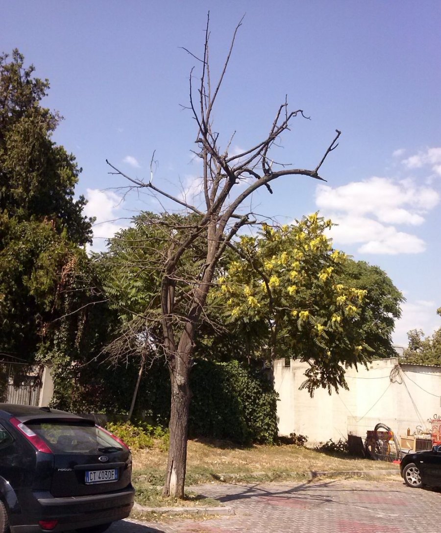 Nu-l vede nimeni/ Arbore uscat în parcarea de la Biserica Catolică