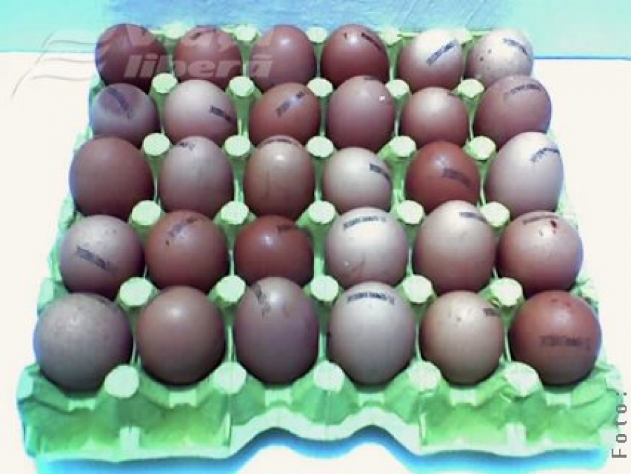 Vier Pfoten, între ou şi găină