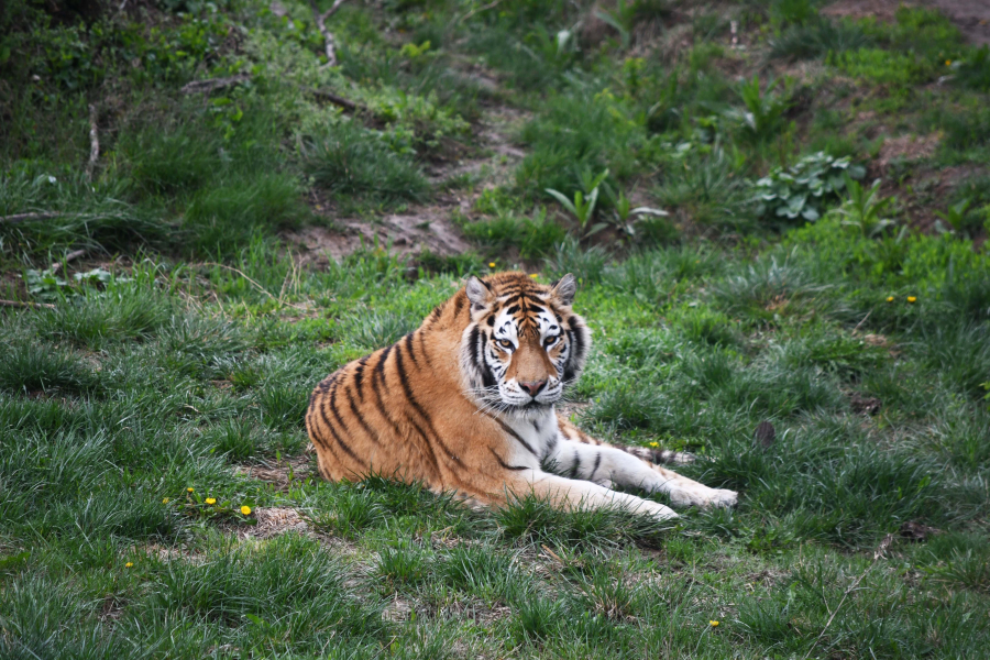 Intrare gratuită pentru copii la Zoo şi Grădina Botanică