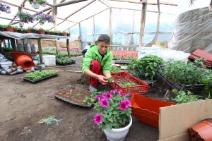 Mică afacere dintr-o necesitate vitală: Lucia Fuică ştie rostul florilor