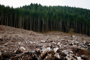 Pădurile României, o afacere de miliarde de euro