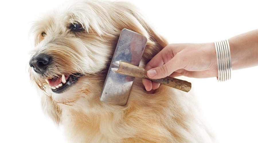 ȘCOALA IUBITORILOR DE ANIMALE | Cum să alegeţi peria potrivită pentru câine sau pisică