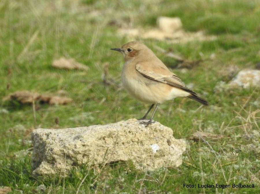 România are o nouă specie de pasăre