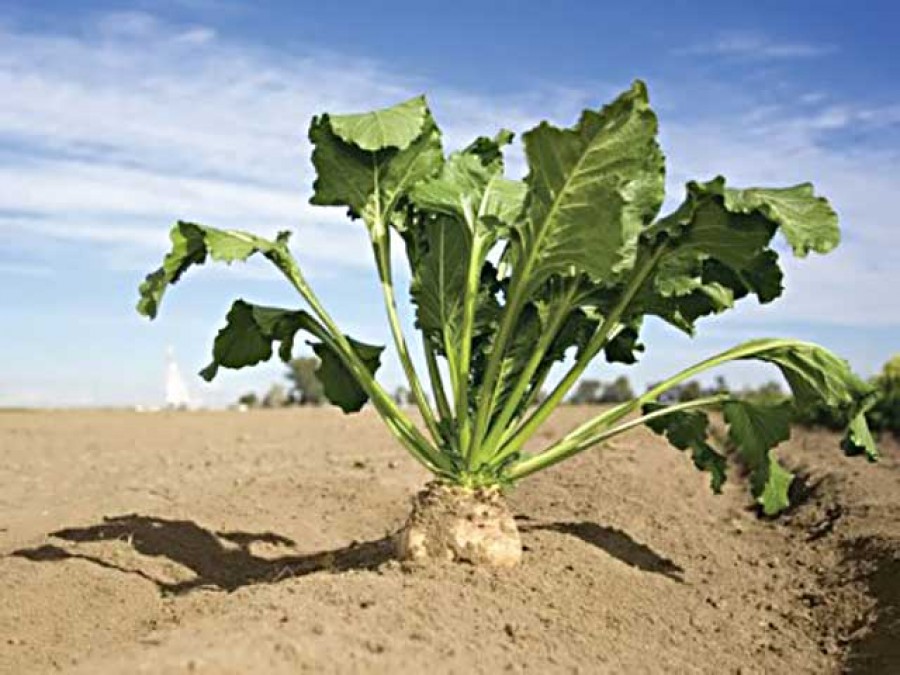 Câştiguri motivante: Din ce în ce mai mulţi gălăţeni cultivă sfecla de zahăr